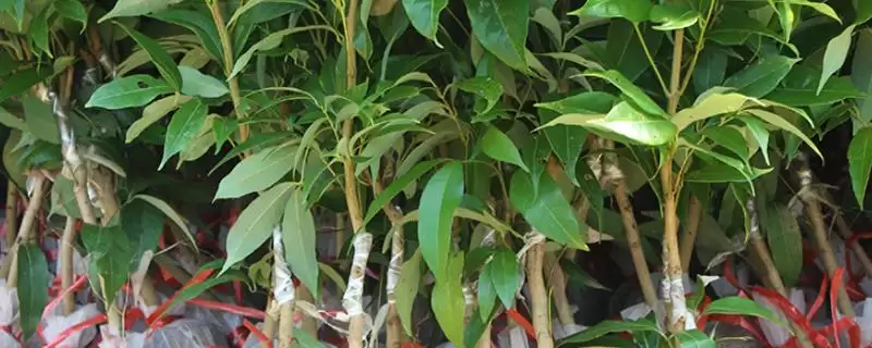 白蜡荔枝苗价格影响因素(白蜡荔枝苗价格受哪些因素影响及其市场价格分析)-会东网