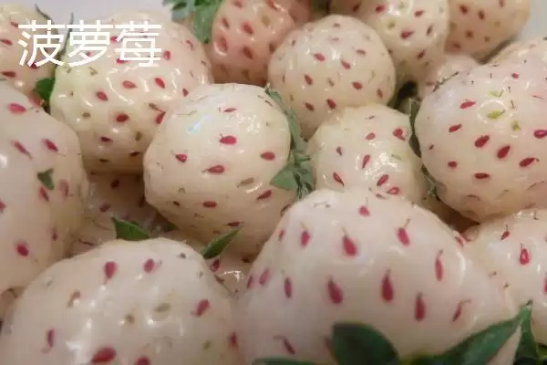 图片[3]-白草莓和菠萝莓区别(白草莓和菠萝莓区别及其在外观和口感上的特点)-会东网