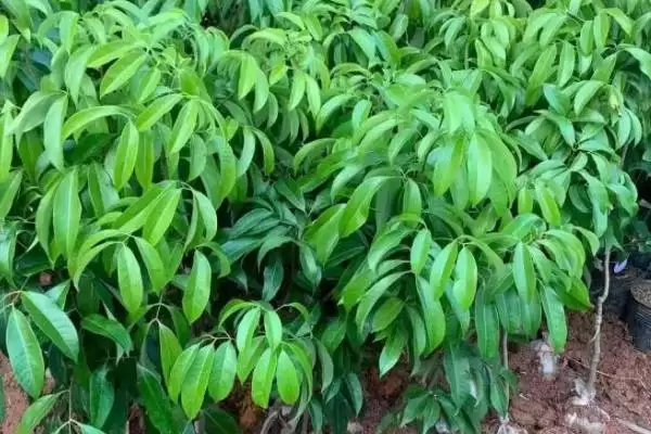 图片[5]-白蜡荔枝苗价格影响因素(白蜡荔枝苗价格受哪些因素影响及其市场价格分析)-会东网
