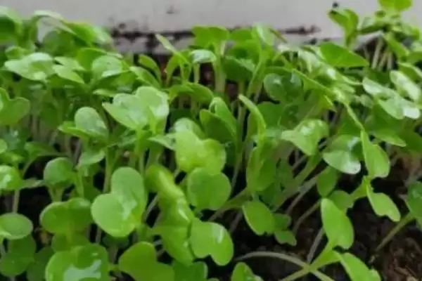 图片[2]-白菜发芽影响因素(白菜发芽影响因素及其在种植过程中的调控要点)-会东网