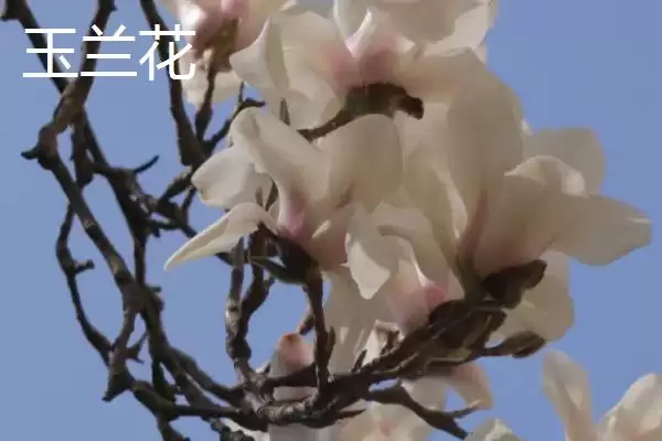 图片[3]-白兰花和玉兰花对比(白兰花和玉兰花在形态、习性等方面有何区别)-会东网
