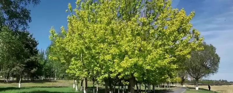 白蜡树价值(白蜡树在经济、生态等方面有着怎样的价值体现)-会东网