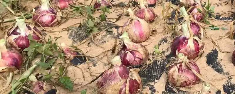 八月种洋葱等蔬菜种植要点(八月种洋葱等蔬菜的种植要点和管理方法)-会东网