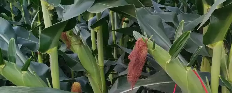 楚玉8号玉米品种的特性(楚玉8号玉米品种有怎样的特性呢)-会东网