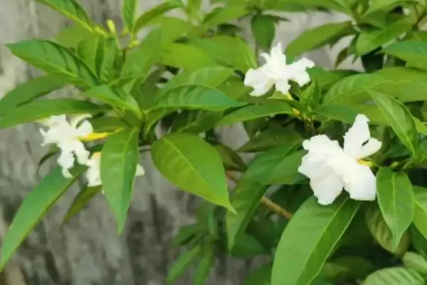 图片[4]-白色花卉养护要点(白色花卉在养护过程中需要注意哪些关键要点)-会东网
