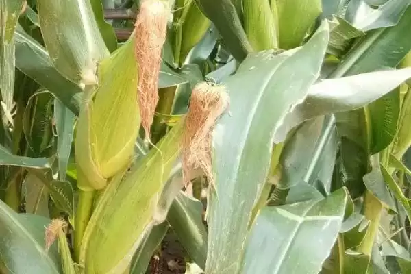 图片[3]-D2052玉米品种密度4000-5000株／亩种植要点-会东网