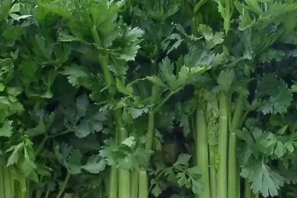 图片[7]-8月底种秋菠菜等蔬菜(8月底适合种植秋菠菜等蔬菜的原因及方法)-会东网