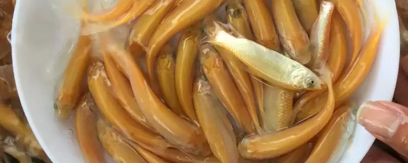 俄罗斯金丝鲩鱼苗饲料(俄罗斯金丝鲩鱼苗吃啥饲料)-会东网