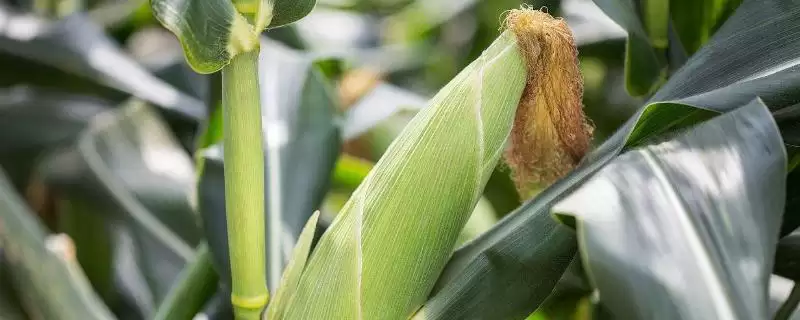 德瑞3号玉米种子特征特性(德瑞3号玉米种子特性有哪些)-会东网
