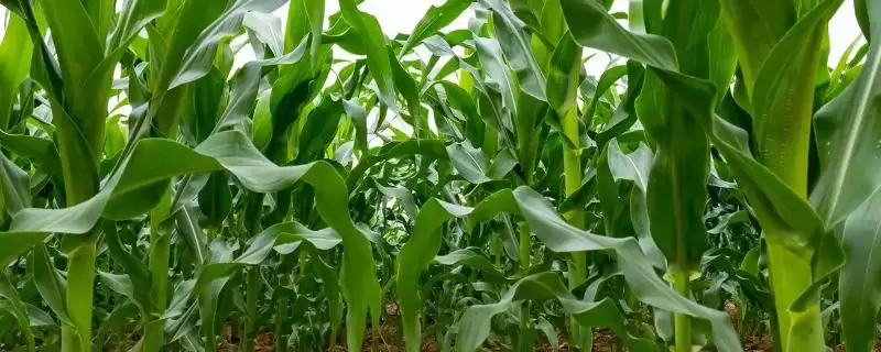G1818玉米种子中抗穗腐病的性能优势揭秘-会东网