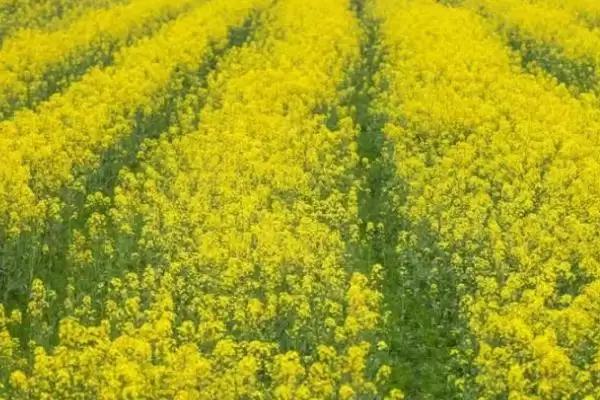 图片[2]-广东蜜源植物(广东有哪些常见蜜源植物及其花期呢)-会东网