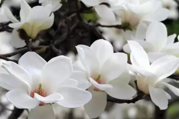 图片[3]-白玉兰花期养护要点(白玉兰花期养护需要注意哪些关键要点和技巧)-会东网