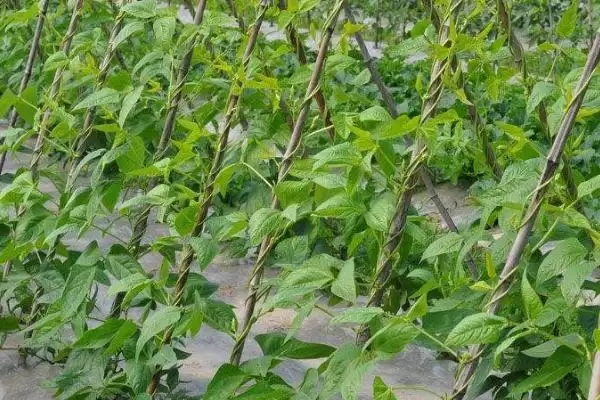 图片[3]-7月种豆角(7月种植豆角的适宜性及相关种植要点有哪些)-会东网