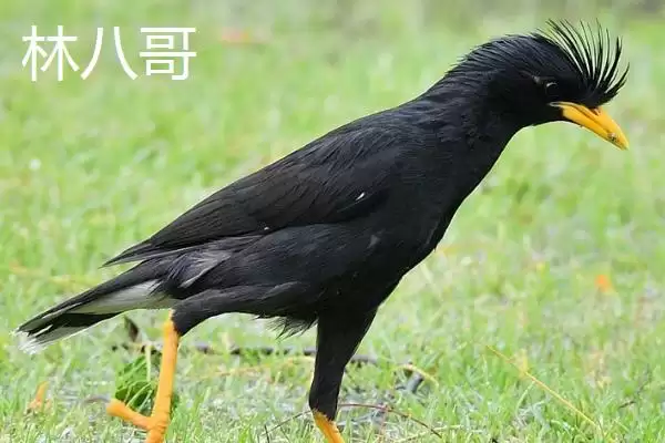 图片[6]-野生八哥保护生态意义(野生八哥保护有着怎样重要的生态意义和价值)-会东网