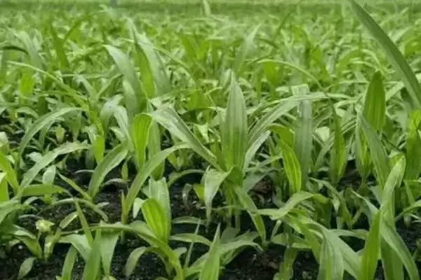 图片[4]-白芨种植注意事项(白芨种植过程中有哪些注意事项及其对产量的影响)-会东网