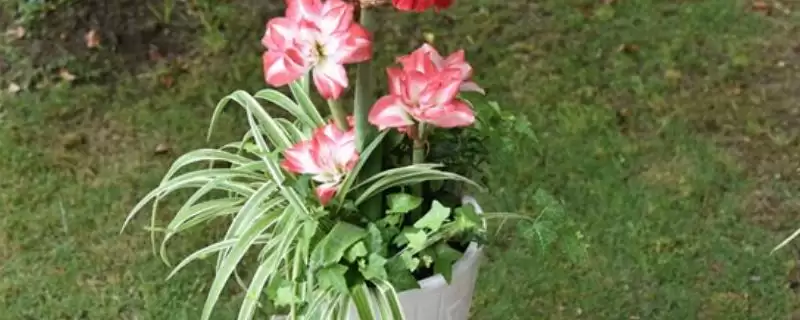 10月后朱顶红晒太阳(10月后朱顶红需晒4-6小时光的必要性及注意事项)-会东网