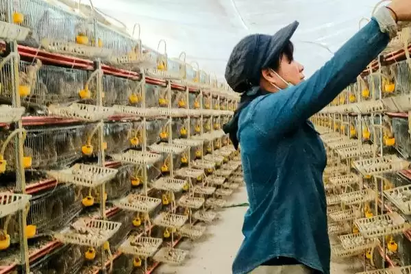 图片[6]-鹌鹑产蛋期光照与养殖技术(鹌鹑产蛋期光照如何设置及相关养殖技术要点)-会东网