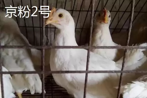 图片[3]-海兰白鸡和京粉2号下蛋优势(海兰白鸡和京粉2号爱下蛋的优势和养殖要点)-会东网