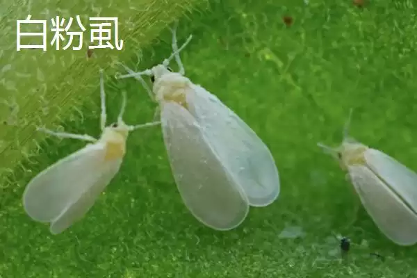 图片[5]-白粉虱防治方法(白粉虱防治方法及其在农作物病虫害防治中的应用)-会东网