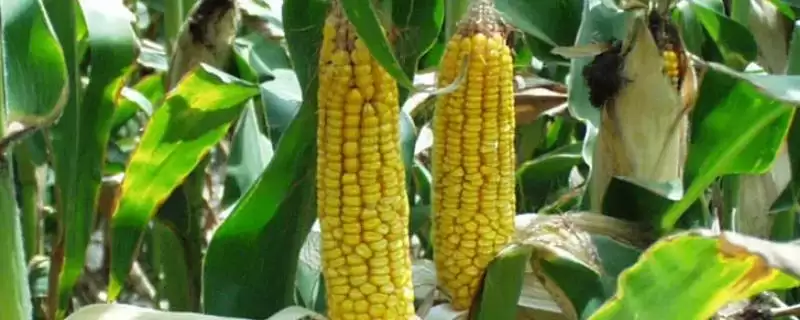 适宜播期4月下旬至5月上旬的J8525玉米品种,特性是啥?-会东网