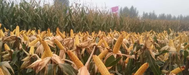 Z999玉米种子介绍,中抗茎腐病的实用价值-会东网