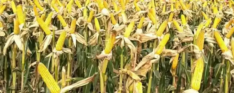 福莱99玉米种简介(福莱99种特性、产量、适宜种植区)-会东网