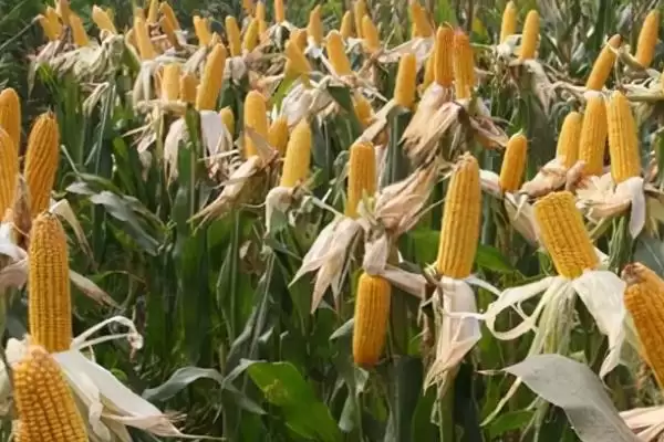 图片[4]-G9923K玉米种适宜肥力中上等地块种植要点-会东网