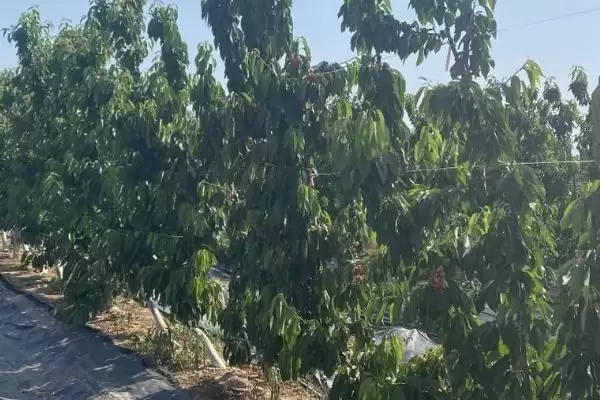 图片[2]-矮化大樱桃定植时间原因(矮化大樱桃3月和12月定植的原因和种植要点)-会东网