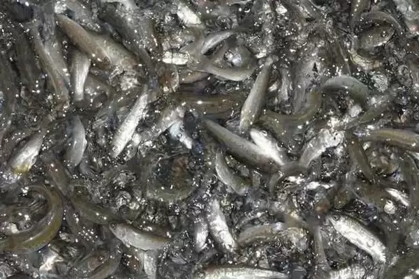 图片[2]-2-3 厘米草鱼苗食物选择 (2-3 厘米草鱼苗吃浮游生物等的原因是什么)-会东网