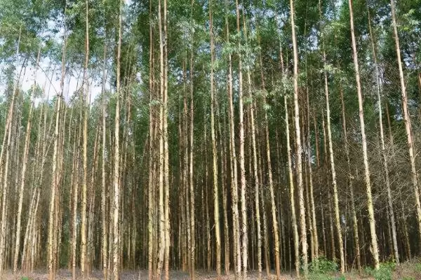 图片[6]-桉树植物揭秘，是常见经济树种的特性-会东网