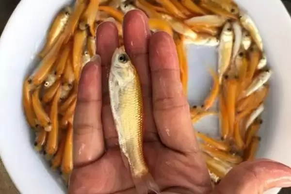 图片[4]-俄罗斯金丝鲩鱼苗饲料(俄罗斯金丝鲩鱼苗吃啥饲料)-会东网