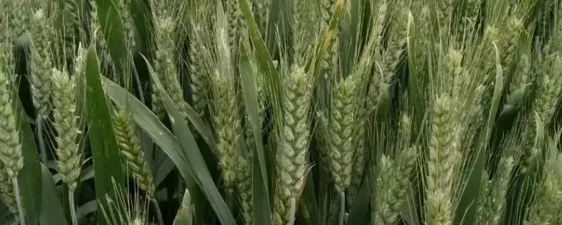 安农1589小麦种子生育期解读(安农1589小麦种子全生育期224.8天的解读和种植策略)-会东网