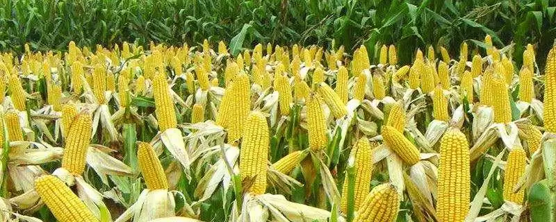 登海128玉米种子简介(登海128玉米种子情况如何)-会东网