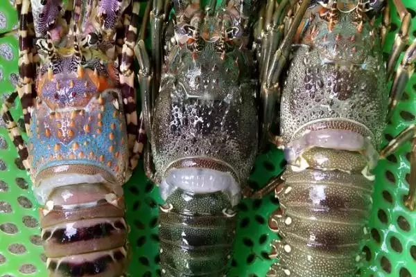 图片[4]-澳洲龙虾挑选技巧(澳洲龙虾挑选技巧及其对品质判断的重要性)-会东网