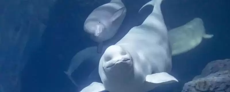 白鲸喜欢小孩原因(白鲸喜欢小孩背后有着怎样的行为学和生物学原因)-会东网