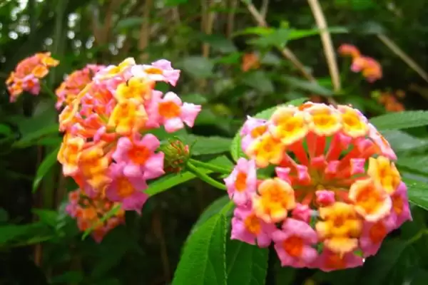 图片[5]-白色花放家里现代观点(从现代视角看白色花放家里有着怎样的看法和寓意)-会东网