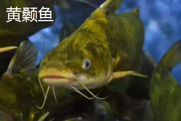 图片[2]-8号伊豆钩适钓鱼种(8号伊豆钩在实际垂钓中主要适用于哪些鱼种呢)-会东网