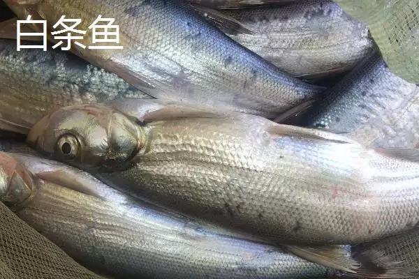 图片[4]-白条鱼与红翅子鱼外观区别 (白条鱼体背青灰与红翅子鱼外观区别在哪)-会东网