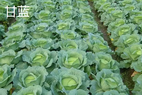 图片[9]-白菜同类蔬菜(白菜同类蔬菜及其在种植和食用上的特点和区别)-会东网