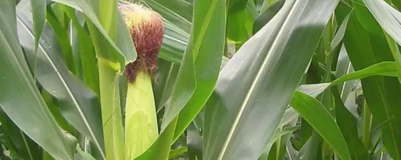 邦玉128玉米品种简介(邦玉128品种审定、性状、认可度如何)-会东网