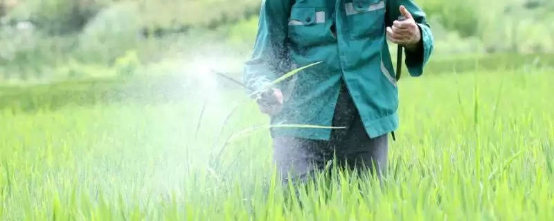 超详细!2甲氯氟吡除草剂针对杂草用药说明(2甲氯氟吡除草剂针对杂草用药全解析)-会东网