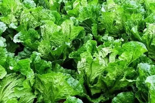 图片[4]-白菜同类蔬菜(白菜同类蔬菜及其在种植和食用上的特点和区别)-会东网
