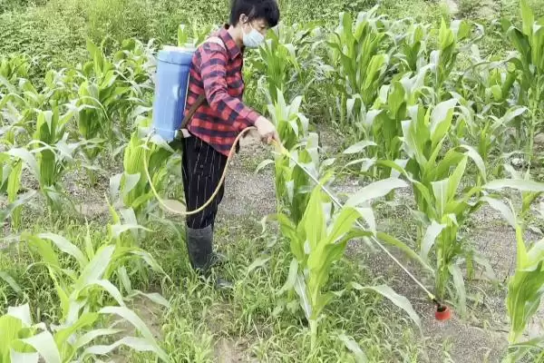 图片[4]-除草剂3打3不打指的是什么(除草剂3打3不打具体含义是什么呢)-会东网