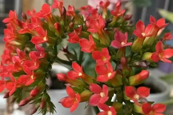 图片[4]-白色花放家里现代观点(从现代视角看白色花放家里有着怎样的看法和寓意)-会东网