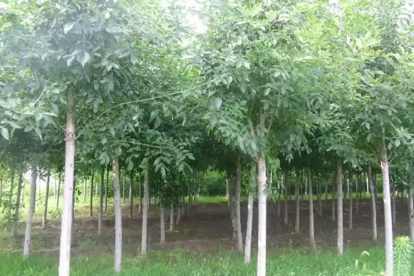 图片[2]-白蜡树植物特征(白蜡树具有哪些独特的植物特征及其识别要点)-会东网
