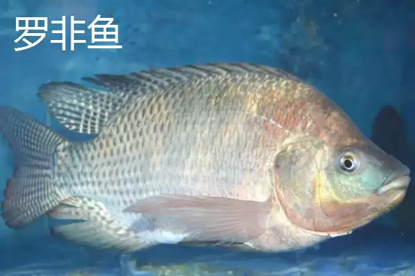图片[7]-2号溪流钩与3号袖钩拉力值对比(2号溪流钩和3号袖钩的拉力值对比情况如何)-会东网