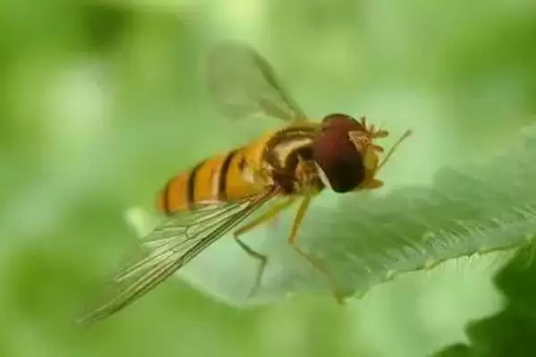 图片[2]-赤眼蜂可以防治害虫的原因(赤眼蜂能防治害虫的原因是什么呢)-会东网