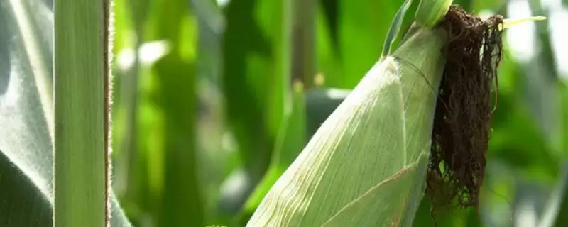 奥玉728玉米种子中抗茎腐病，种植注意啥-会东网