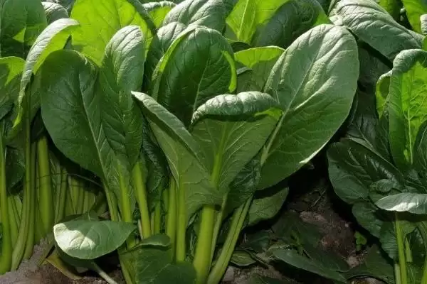图片[2]-白露前后种菠菜等蔬菜，种植要点有哪些-会东网