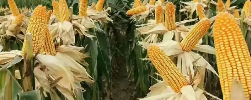 DK929玉米种子中抗茎腐病的性能与优势解析-会东网